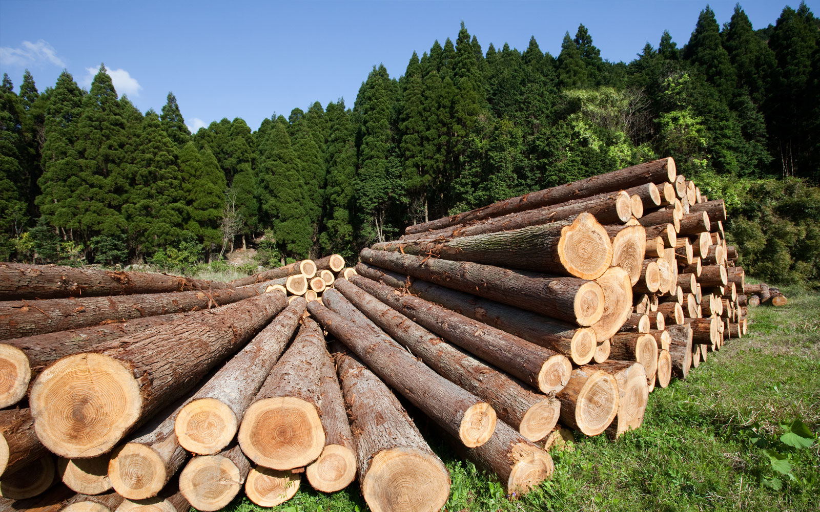 Департамент лесного хозяйства  реализует пять проектов в рамках программы «Эффективная губерния» - фото 1